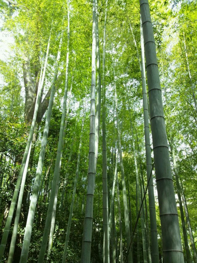 Img_158c623fc1352286acc524f0f7b0da29