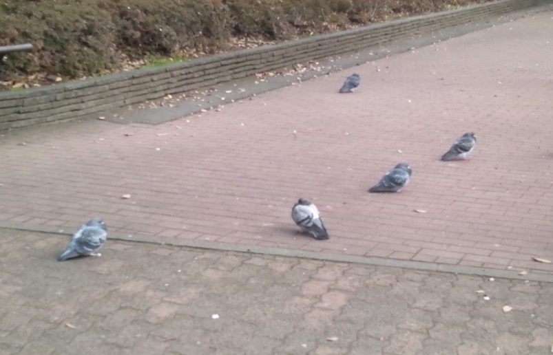 Img_23502b81a601e46584ef7ecdd54583c2