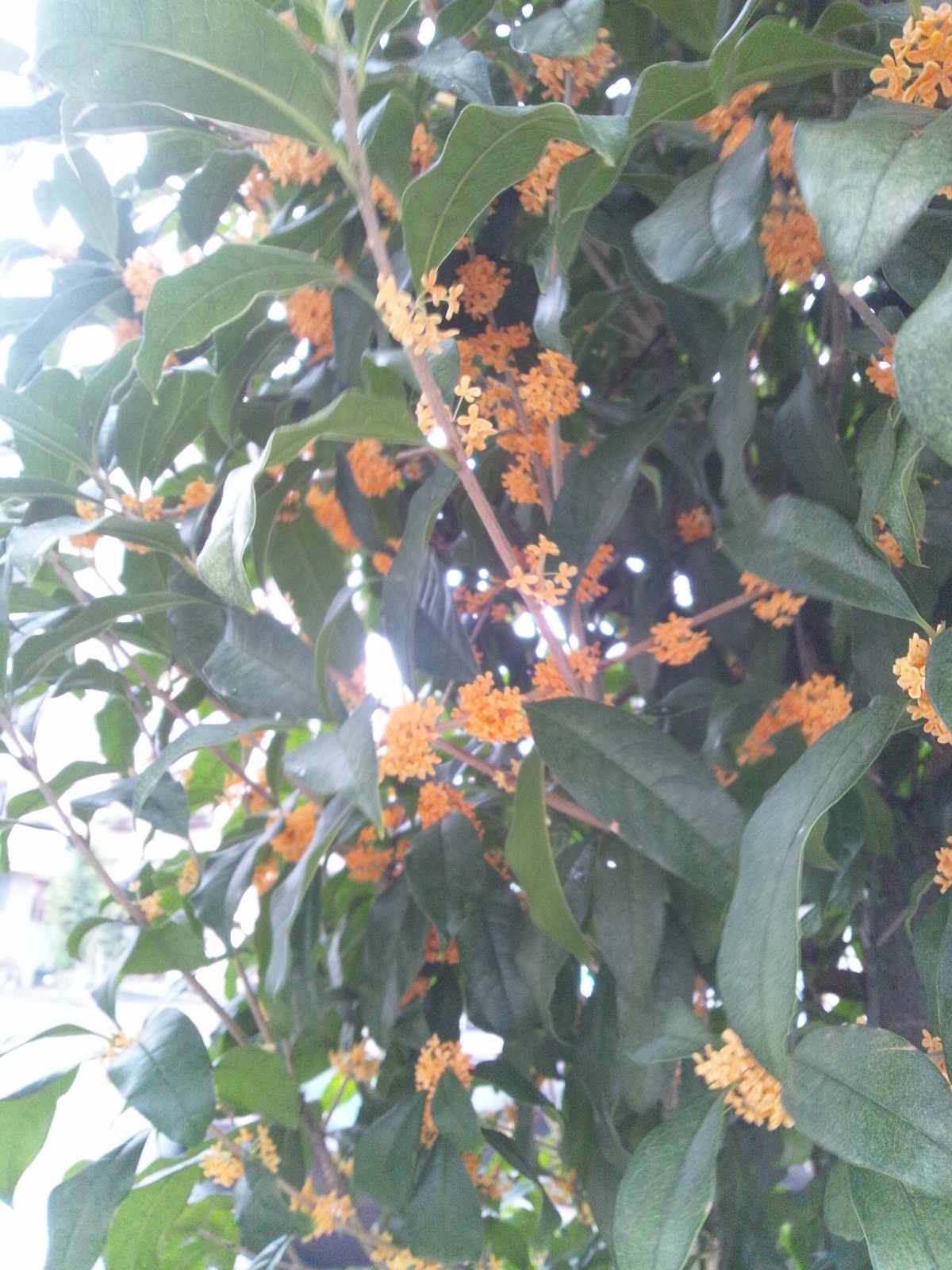 Img_3b3a5cf796c0ae1b5d8bf3a6179af9b1