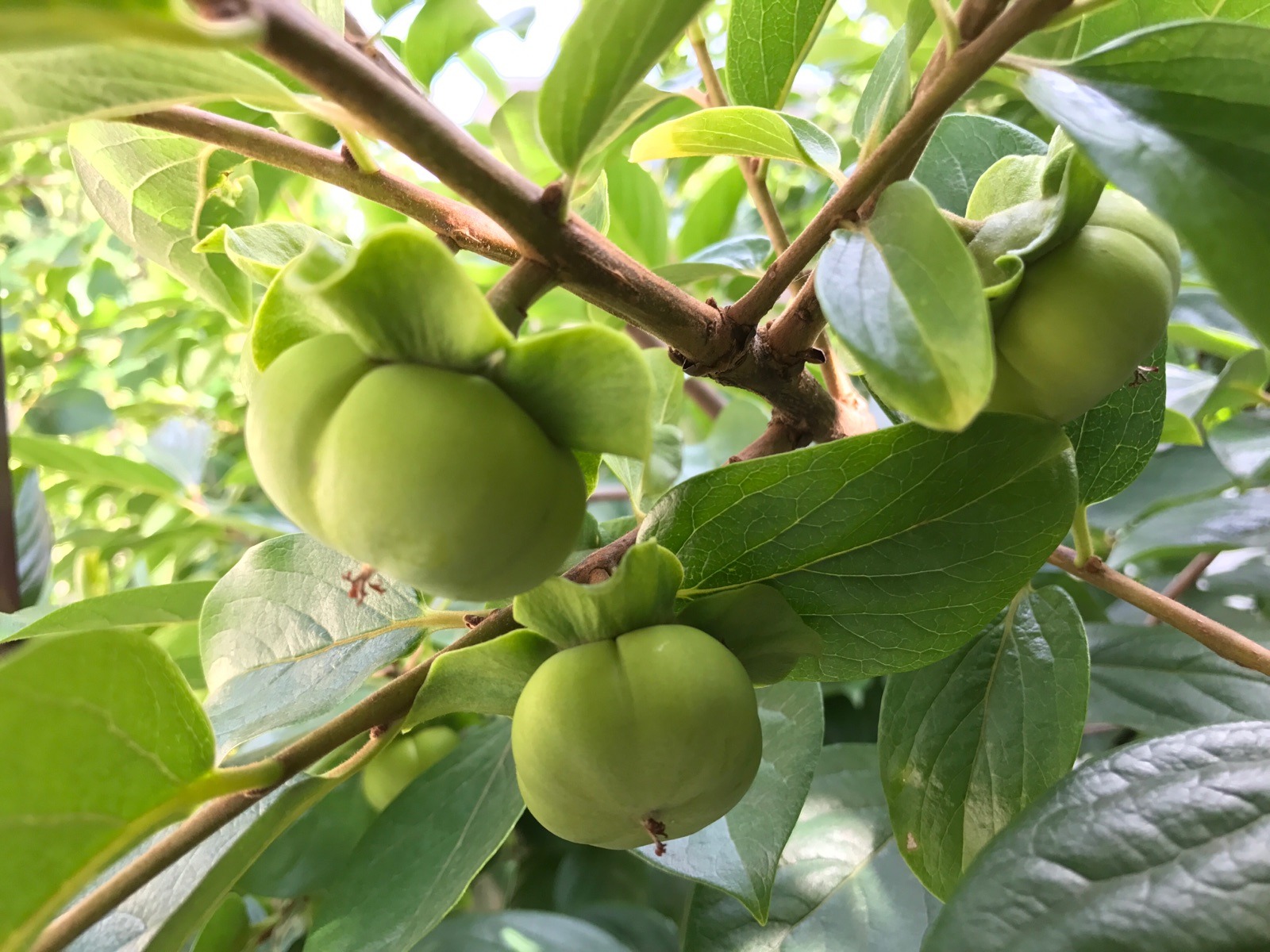 Img_50d8c9b2db1204670b5ed9032dd186a4