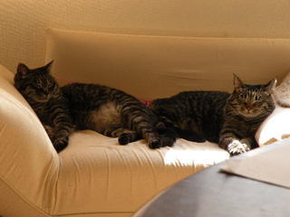 Img_53ef5e2e35b9fafd454cfe560bd428d5