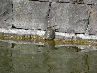 Img_55459c47bc4fde21a86b29739d94501f