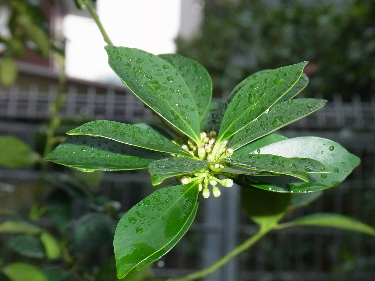 Img_5c8f39b081f8eeed62de0365f197b53f