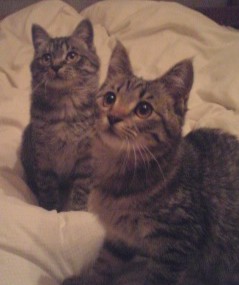 Img_622bae122bf055b8db8f1e513f7f84dcaa3cdd39