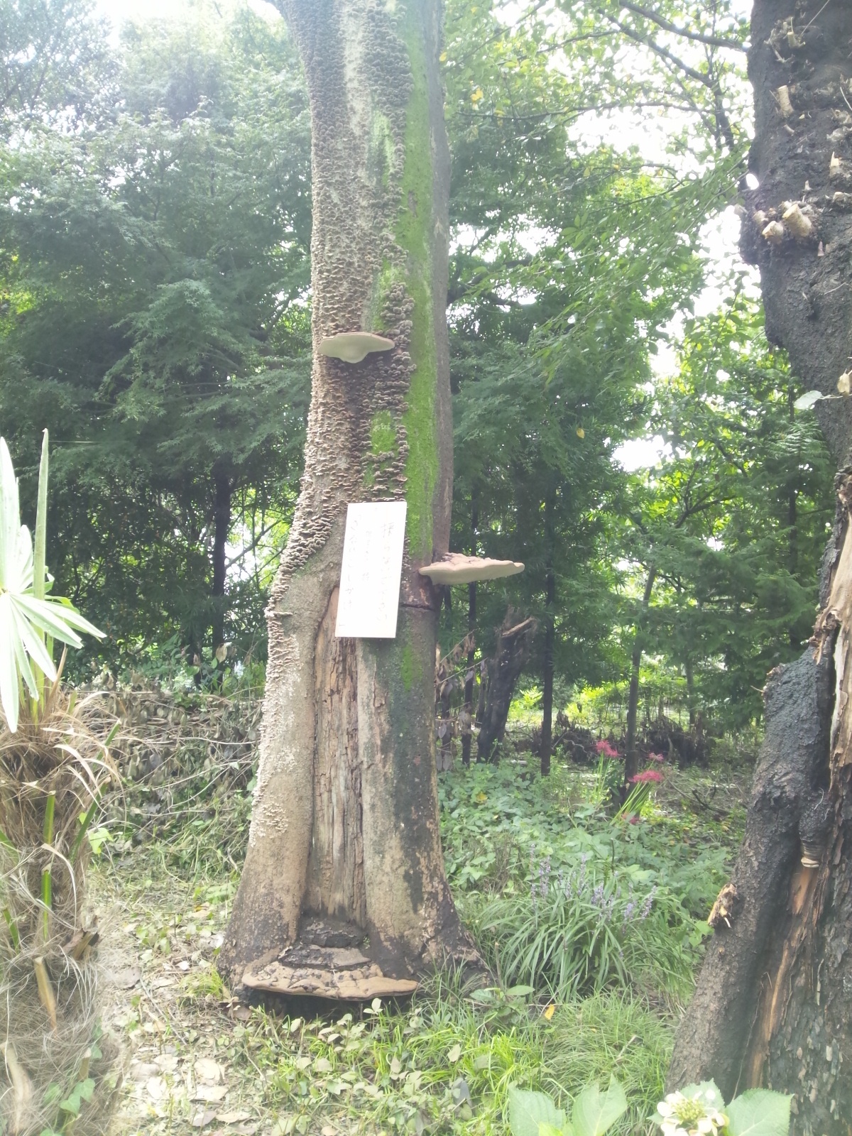 Img_6accb3bfb9e5716eea290e15c3eb631d