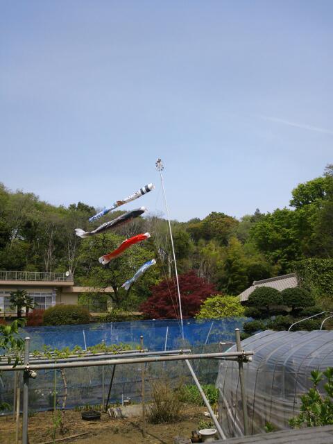 Img_86a7cecf7df640b8fec61e52b5dac029