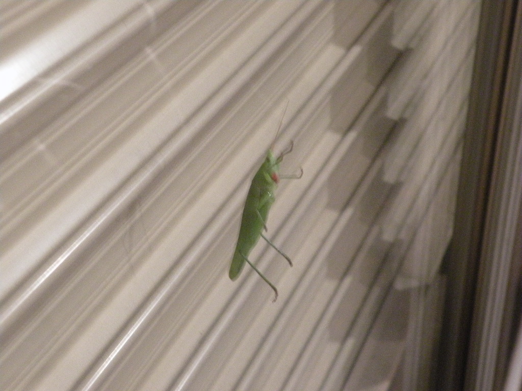 Img_9f42ffe198638835a88dd58f47f425128b0f9ef4