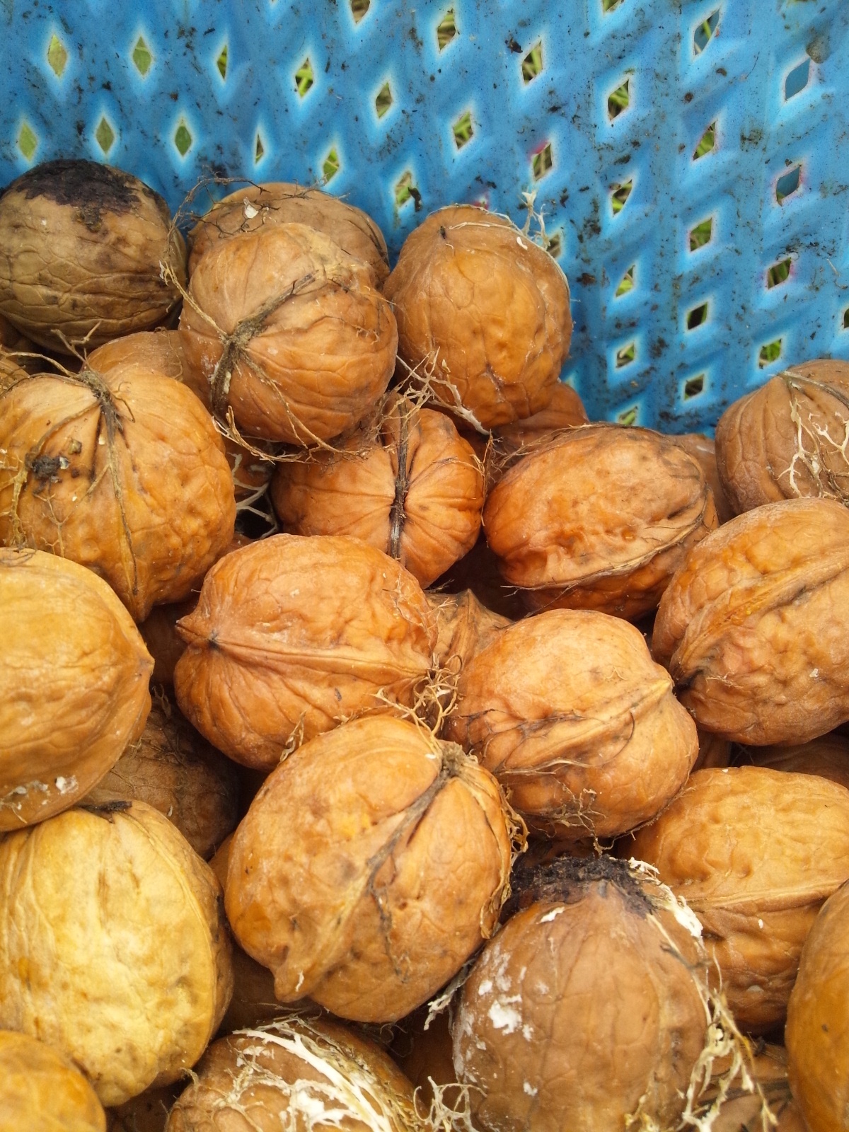 Img_a2f1a391e667ac64916df4e51185289a