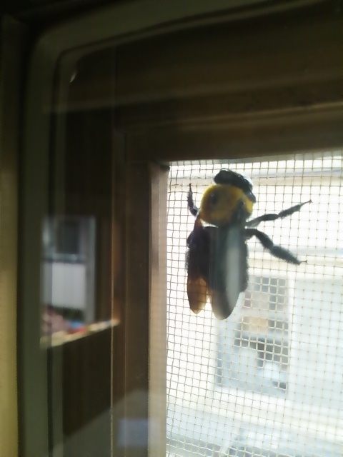 Img_b300c273ef3796b13121f483eaa155fa