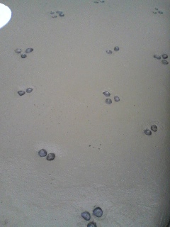 Img_e5dd72440010bc92db8b8d7ee6df74258eff24d6