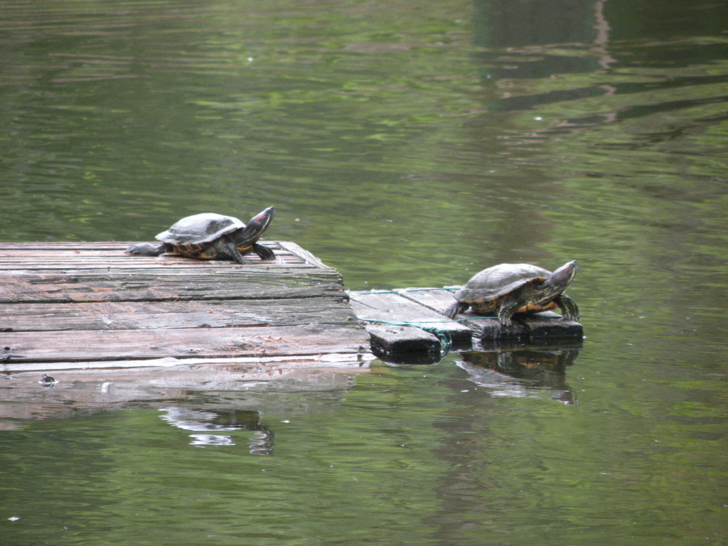 Img_fbdcb282663b85f668491cb0b2b9d2f0d7c91db0